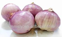 China fresh onion