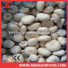 China frozen champigon mushroom slice
