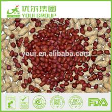 OU/FDA/HACCP Approved Crunchy Peanuts with  Different  Flavors