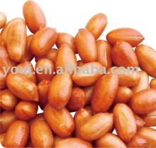 Peanuts. Salted peanuts within red skin.Roasted peanuts.