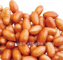 Salted  peanut s with  red   skin 