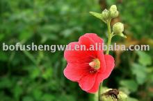 Althaca Rosea Extract (marshmallow leaf) 10:1 20:1