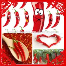 liquid pepper extract/cayenne pepper extract/black pepper extract powder