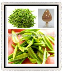 tea extract catechin,catechin gambir,catechin extract