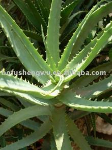 Aloe Vera Extract powder Aloin 20%