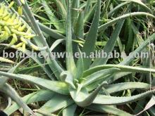 Aloe Vera Plant Extract 100:1 200:1 Colorless