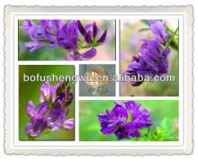 alfalfa extract,alfalfa medicago sativa seeds