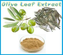 natural Olive Leaf Extract 10% Hydroxytyrosol