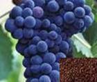 100% Pure Natural Grape Seed Extract Powder