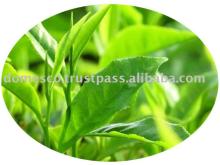 Green tea dry extract powder Vietnam