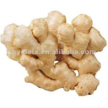 Chinese organic  fresh  ginger