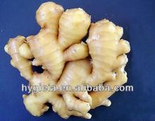 fresh ginger 2013