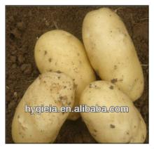 2013 New Crop Fresh Chinese Potato