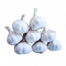 Chinese pure white Garlic