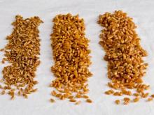 UN HULLED SPELT, HULLED SPELT, WHEAT, FARRO