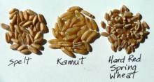 SPELT, WHEAT, FARRO