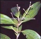Cinnamon Bark Powder, Cinnamon Polyphenols
