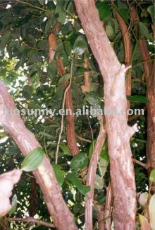 Cinnamon Bark extract 10% Cinnamon Polyphenols