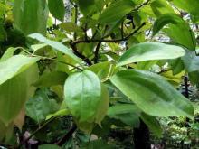 Cinnamon Extract