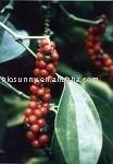 Black Pepper Extract