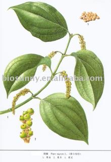High quality Black pepper P.E. Piperine 10%-98%