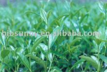 Green Tea Extract Powder / EGCg 10%-95% ---free sample available
