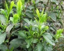 Green Tea Extract Powder / Catechins 15%-85%
