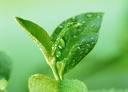 Green Tea Extract Powder