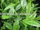Green tea P.E 10%-98% & Green tea powder
