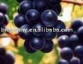 Red &  White  grape plant extract