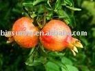 Pomegranate juice concentrates powder