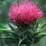 Milk Thistle Silymarin