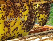 350 Gr Honey With Propolis