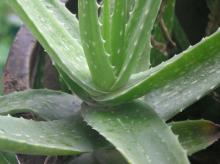 Aloe Vera Extract Relaxing the bowel, Anti-bactericidal, anti-aging