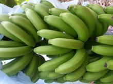  Philippine   Cavendish   Banana 