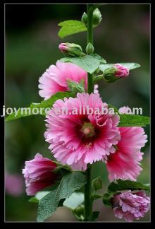 Marshmallow Root P.E.(Althaea Officinalis) 5:1