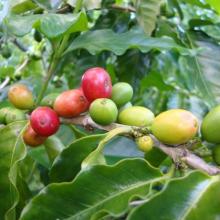 Green Coffee Bean Extract Chlorogenic acid 50%