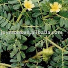 Tribulus Terrestris P.E. Saponins 45%