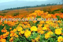 Marigold Extract Lutein (Phylloxanthin) 90%