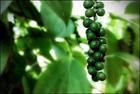 Black pepper seed extract powder piperine extract