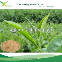 Factory Supply Green Tea Extract EGCG 95%