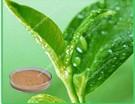 Supply decaffeinated green tea extract polyphenol