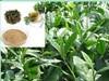 Best quality zenergreen organic bio super green tea extract