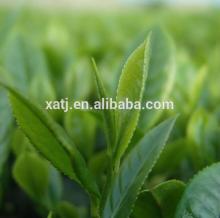 Anti-cancer Pure Natural  Green  Tea  Extract  powder  green  tea  extract   liquid 