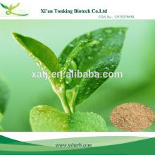 Nutritional supplement material Green Tea Extract powder Polyphenols 50%-98%