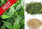  NutraMax  - Green Tea Extract,Natural Green Tea Extract Powder,Green Tea Polyphenol