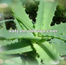  100 %  pure   aloe   vera   juice  powder