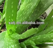 herb medicine of aloe vera extract aloin
