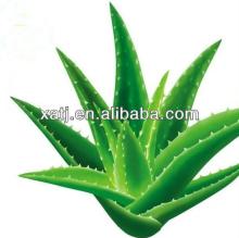 hot  sale  product of aloe vera extract powder for health