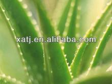 hot sale product of aloe vera powdered extract for health